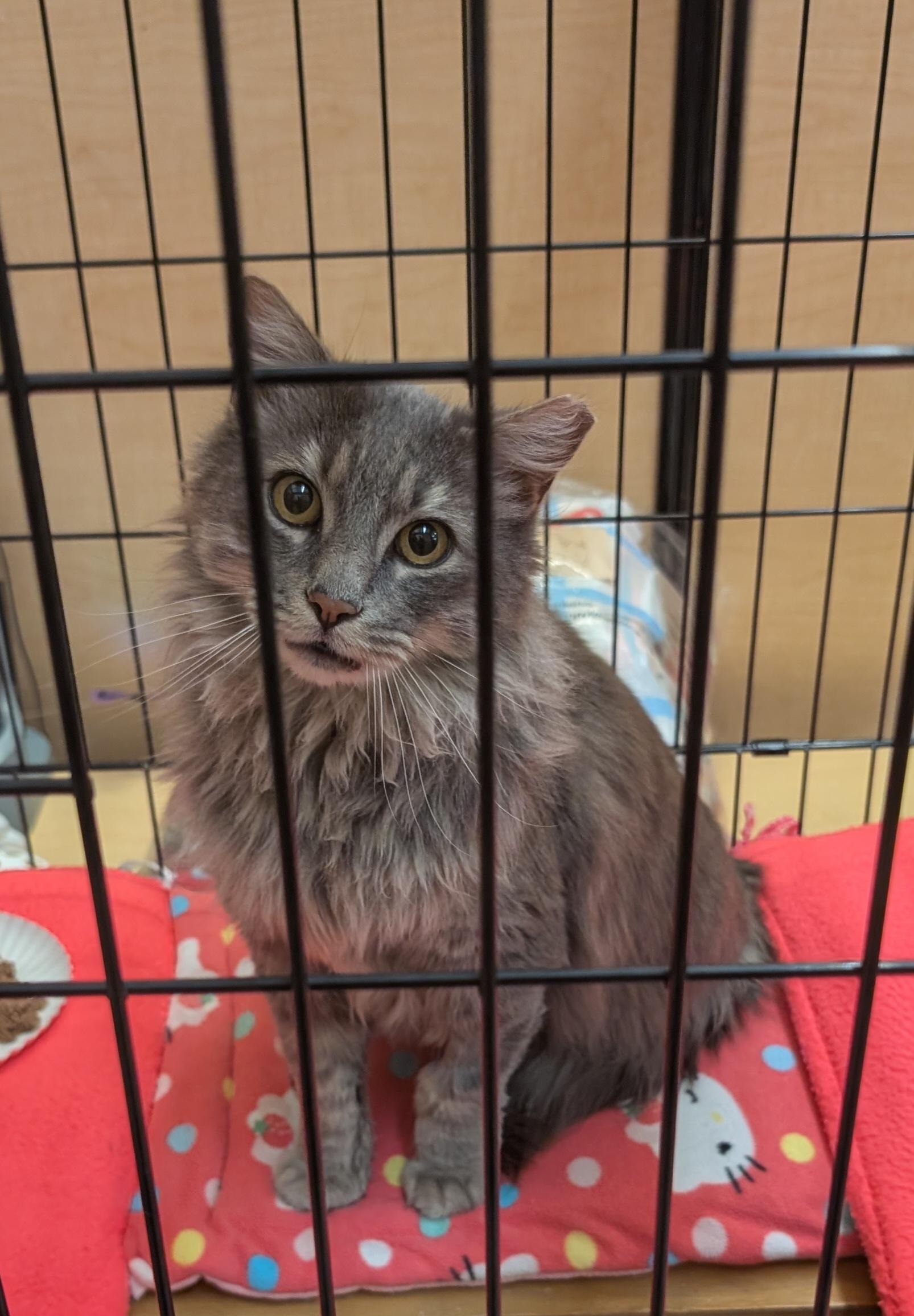 Bosco, a Adoptable mixed breed in Albuquerque, NM image 4/6