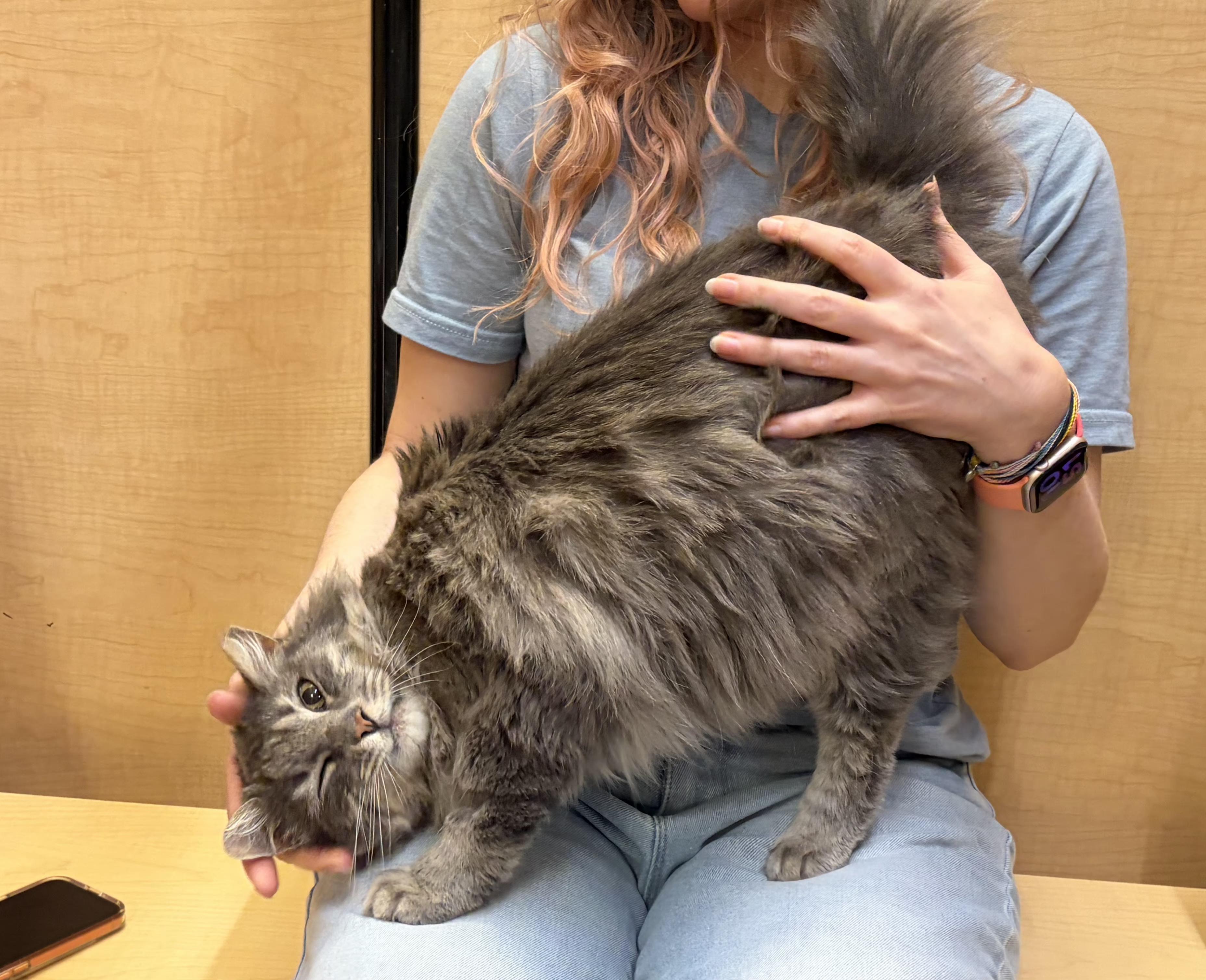 Bosco, a Adoptable mixed breed in Albuquerque, NM image 3/6