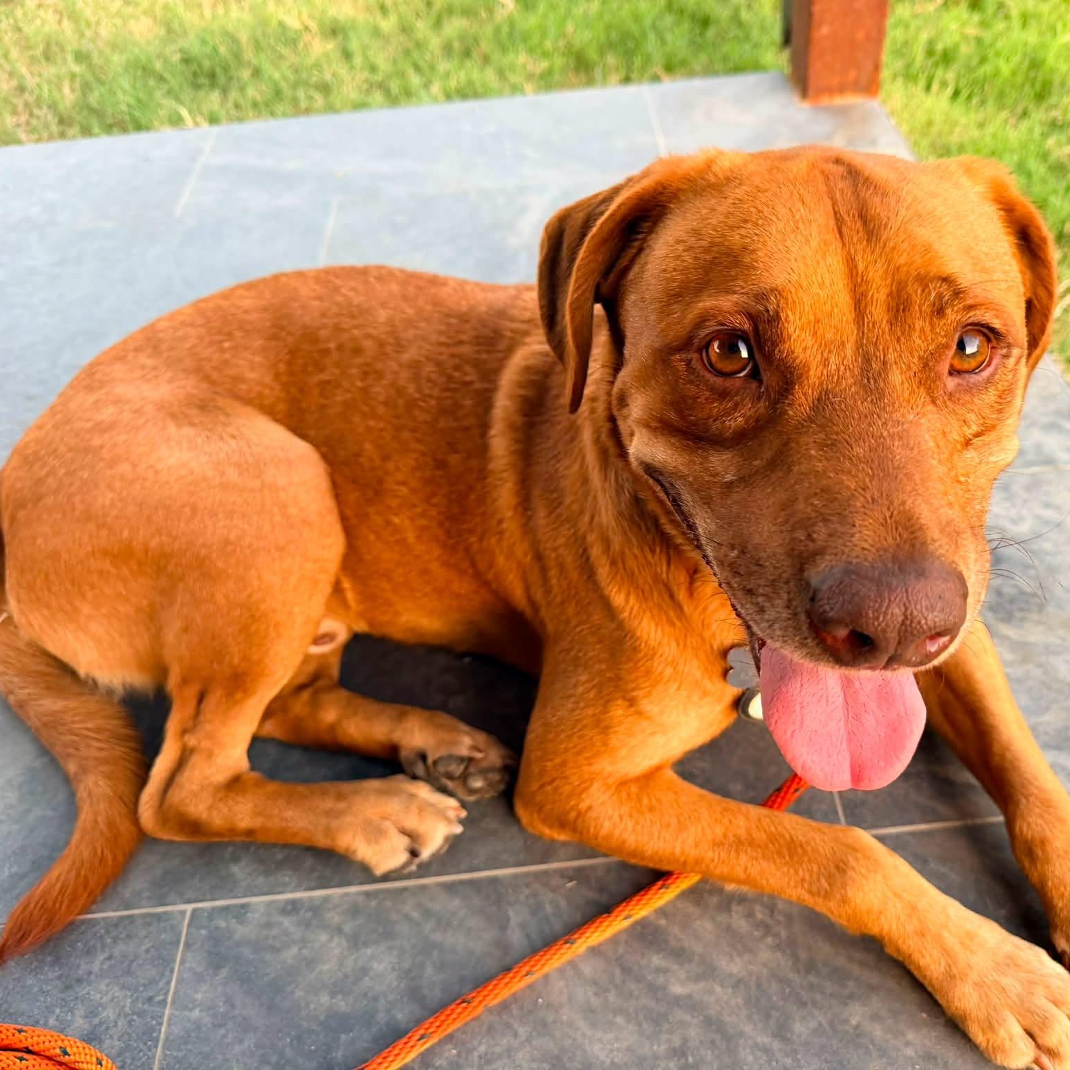 Enlarge BUDDY, a Adoptable mixed breed in Kaufman, TX image 1/6