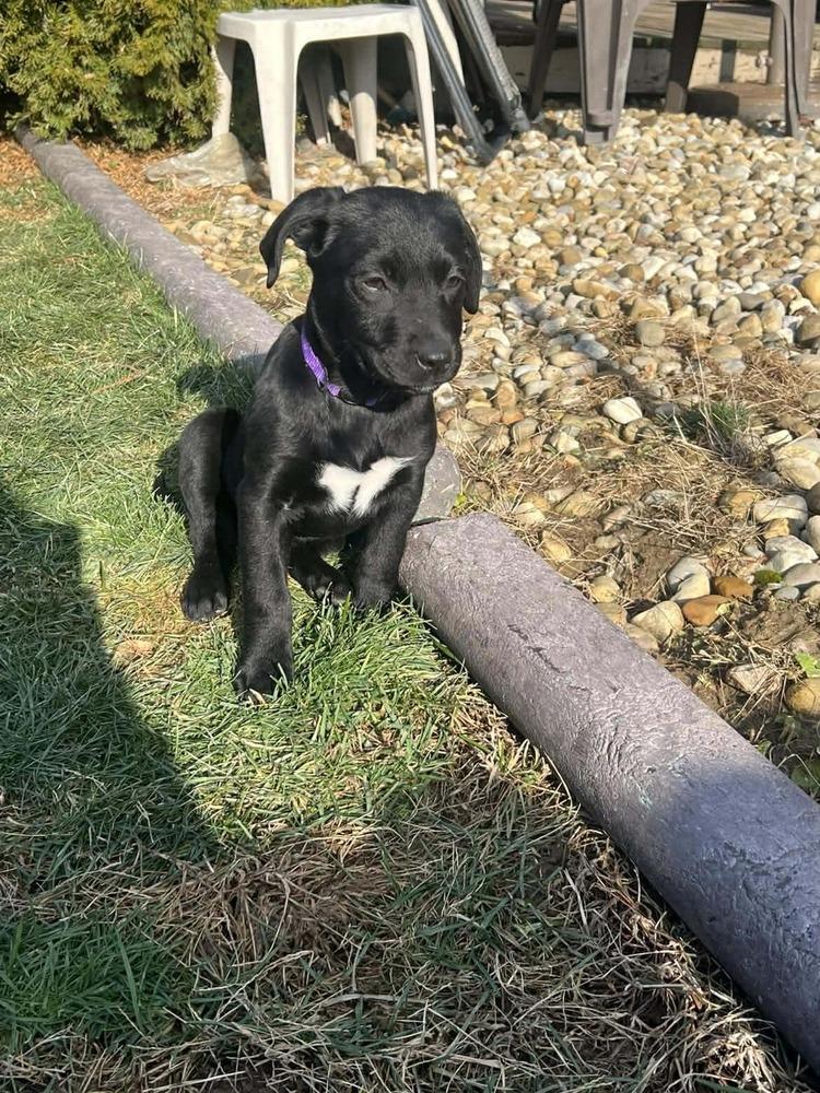 Leisure (Easy Going Litter), Adoptable, Puppy Female Labrador Retriever.