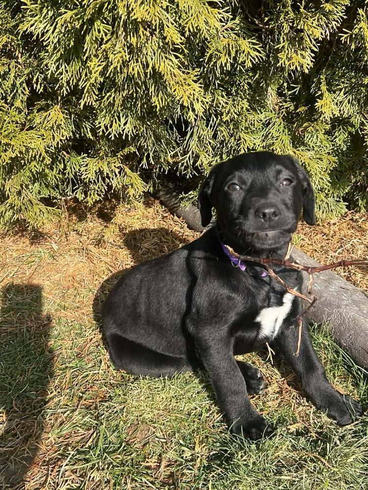 Enlarge Leisure (Easy Going Litter), a Adoptable mixed breed in New Albany, OH image 2/3