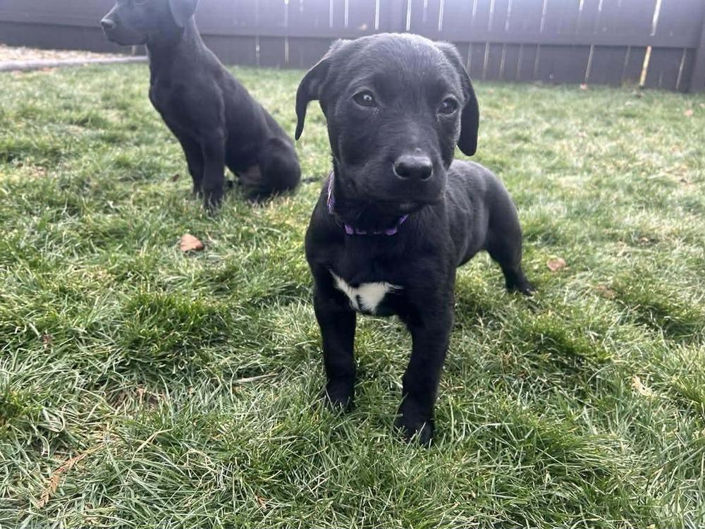 Enlarge Leisure (Easy Going Litter), a Adoptable mixed breed in New Albany, OH image 3/3