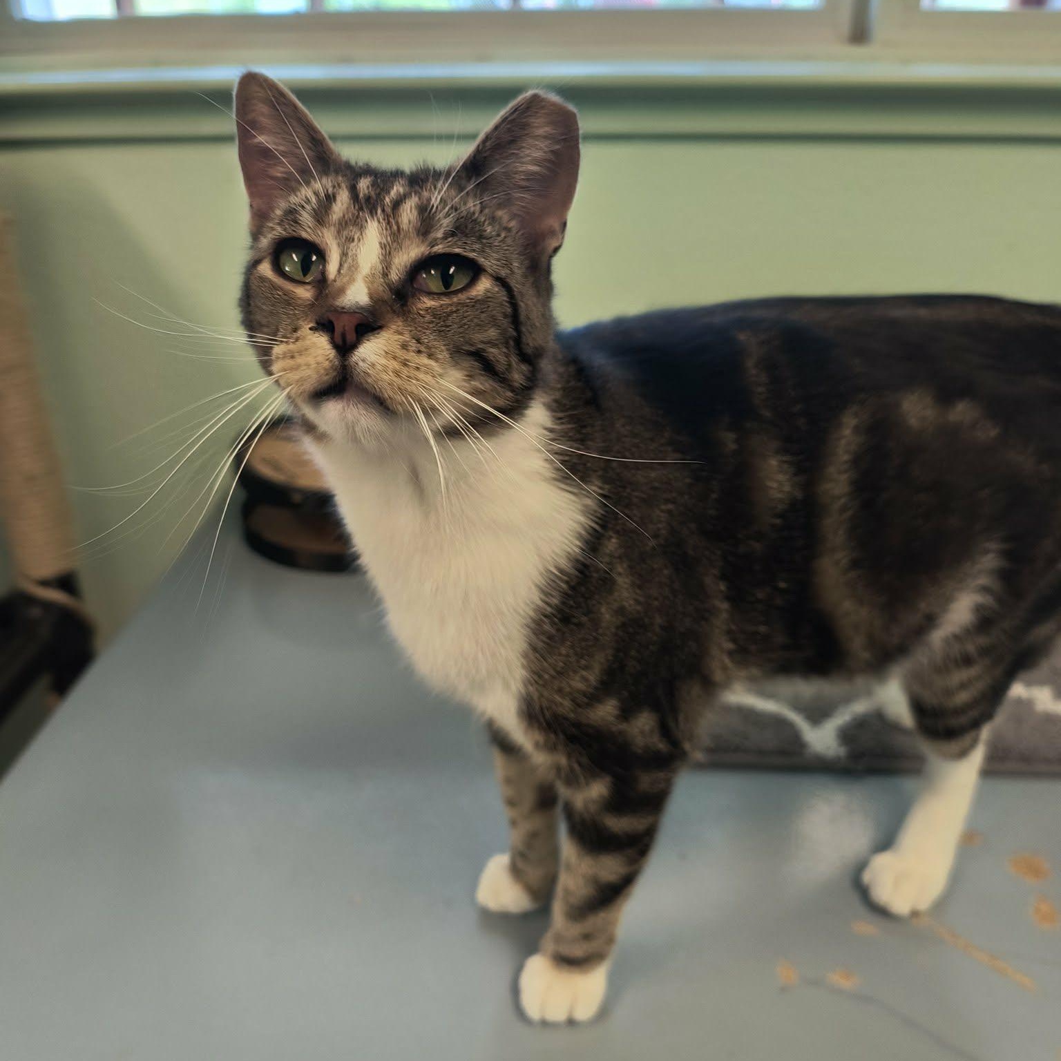 Slater, ADOPTABLE, Senior Male Domestic Short Hair.