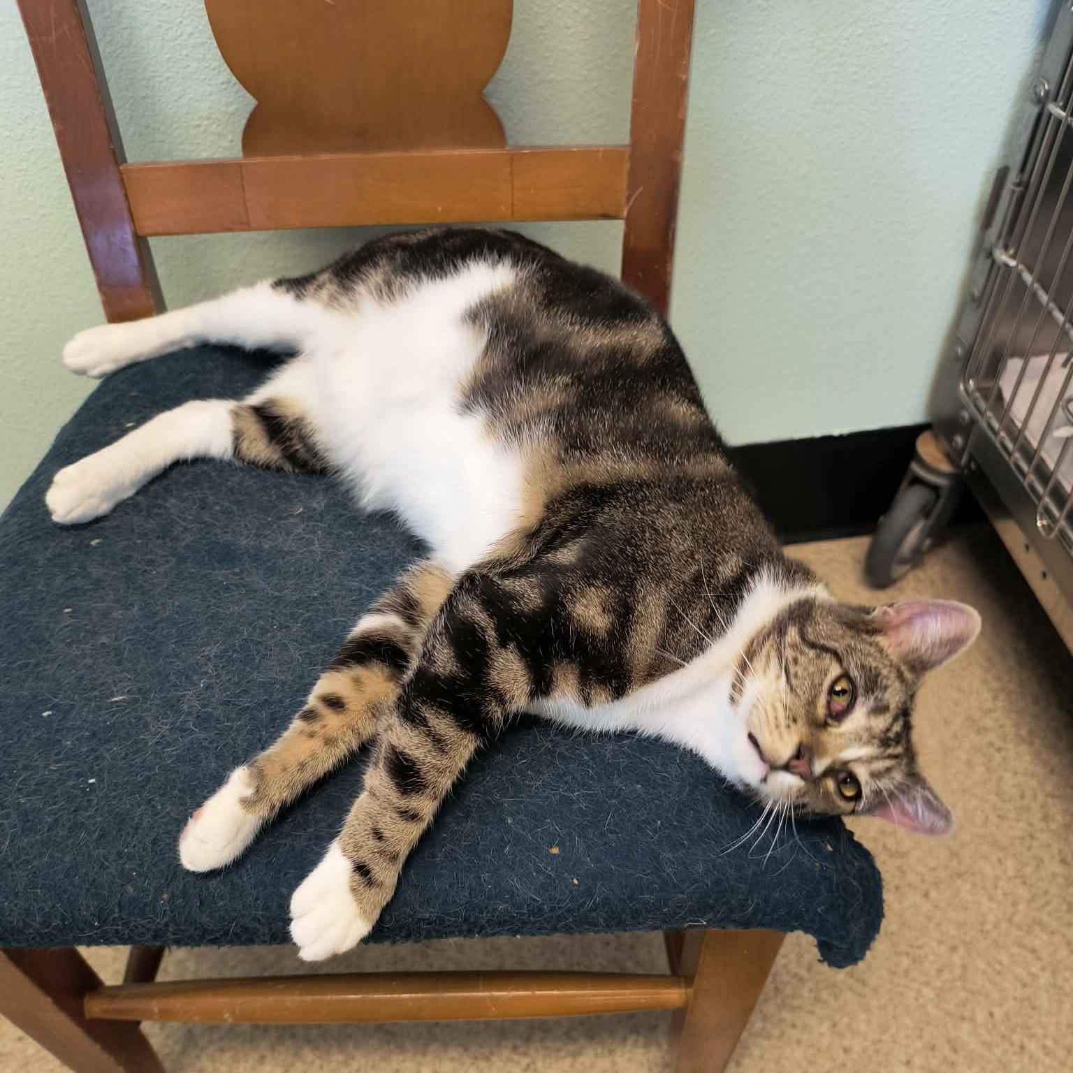 Slater, a ADOPTABLE mixed breed in Weaverville, CA image 2/3