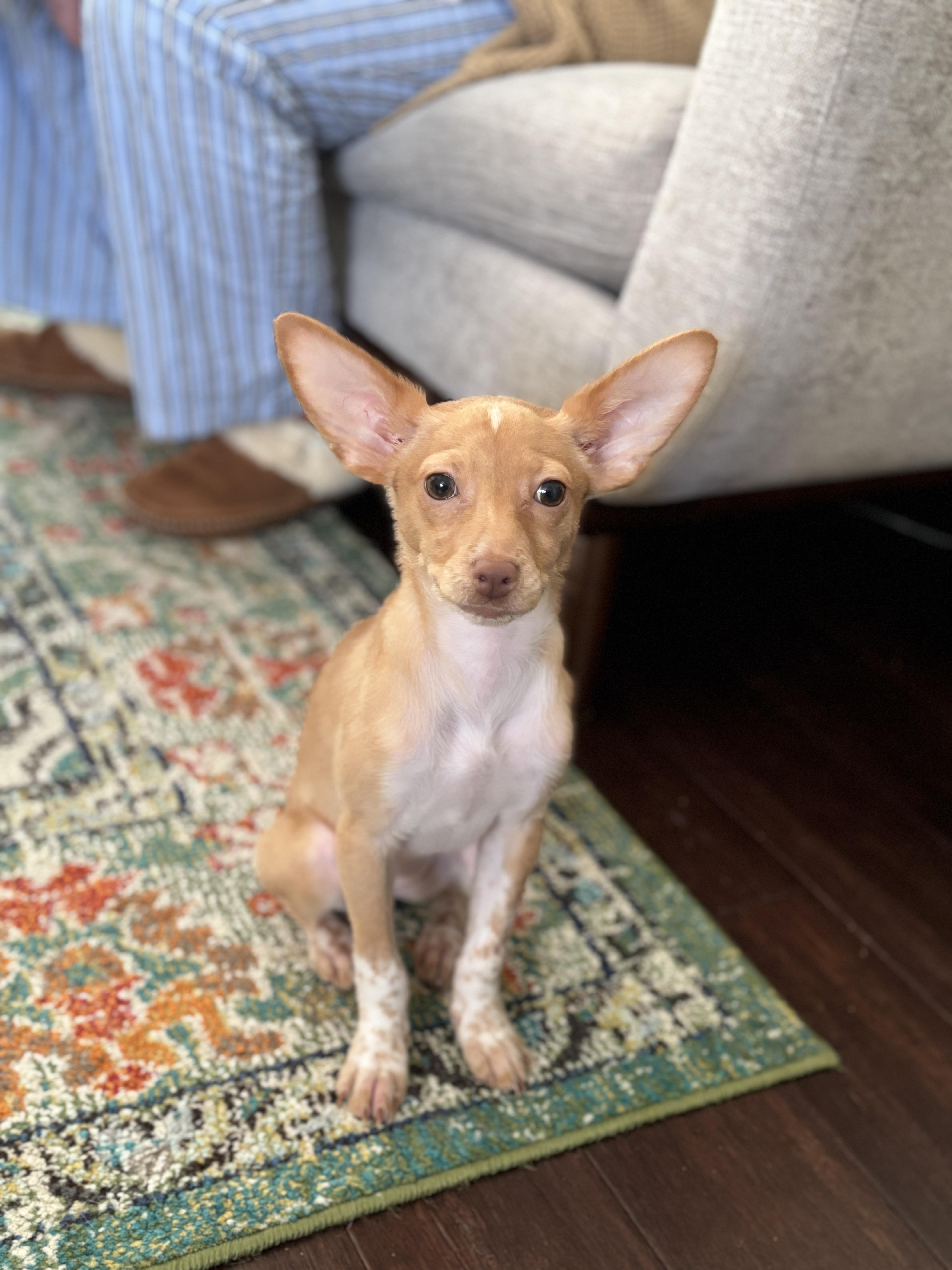 Willow, adopted, Puppy Female Chihuahua & Australian Cattle Dog / Blue Heeler.