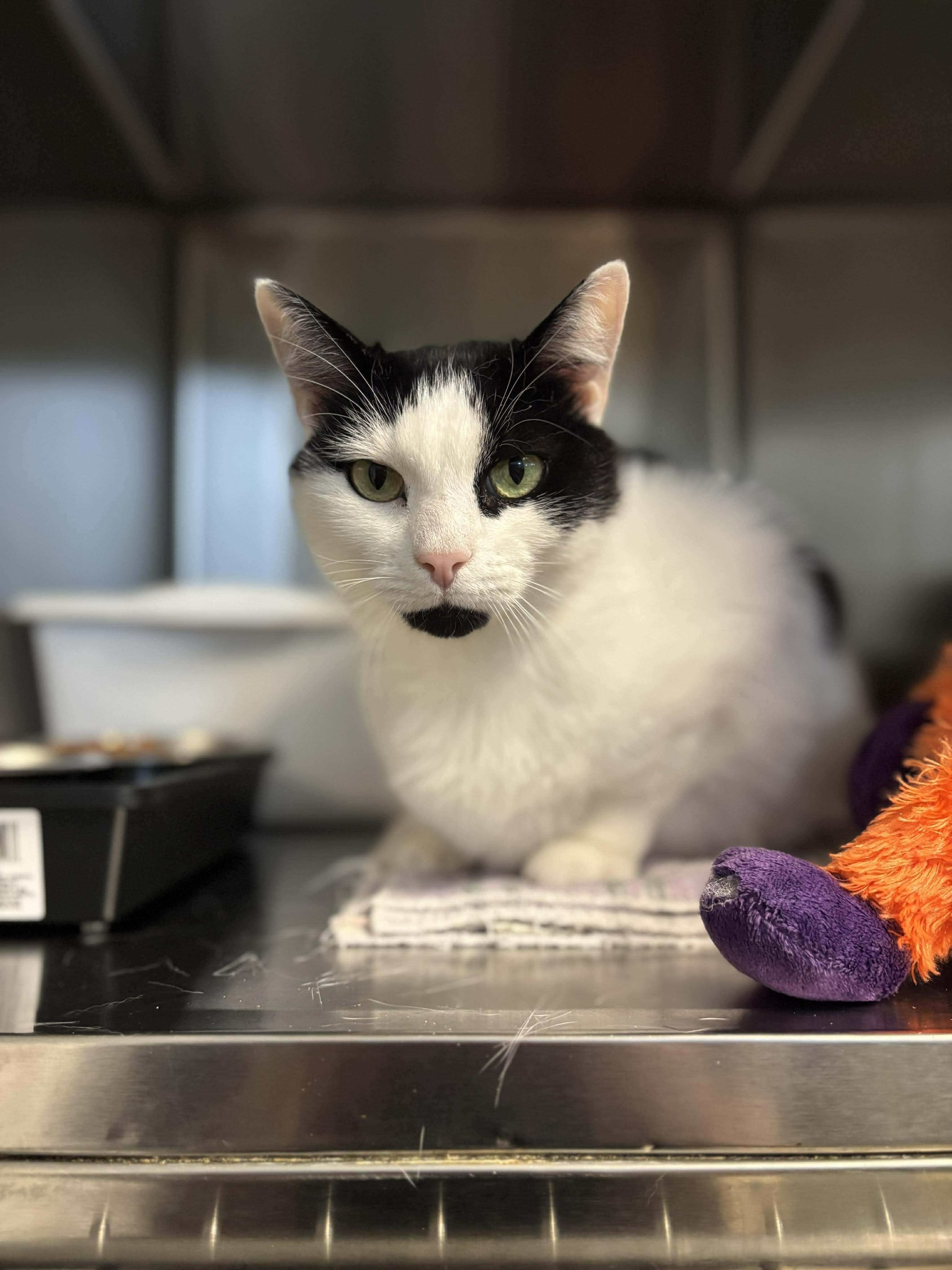 Enlarge Patches, an adopted Domestic Short Hair in Paris, ME image 1/2