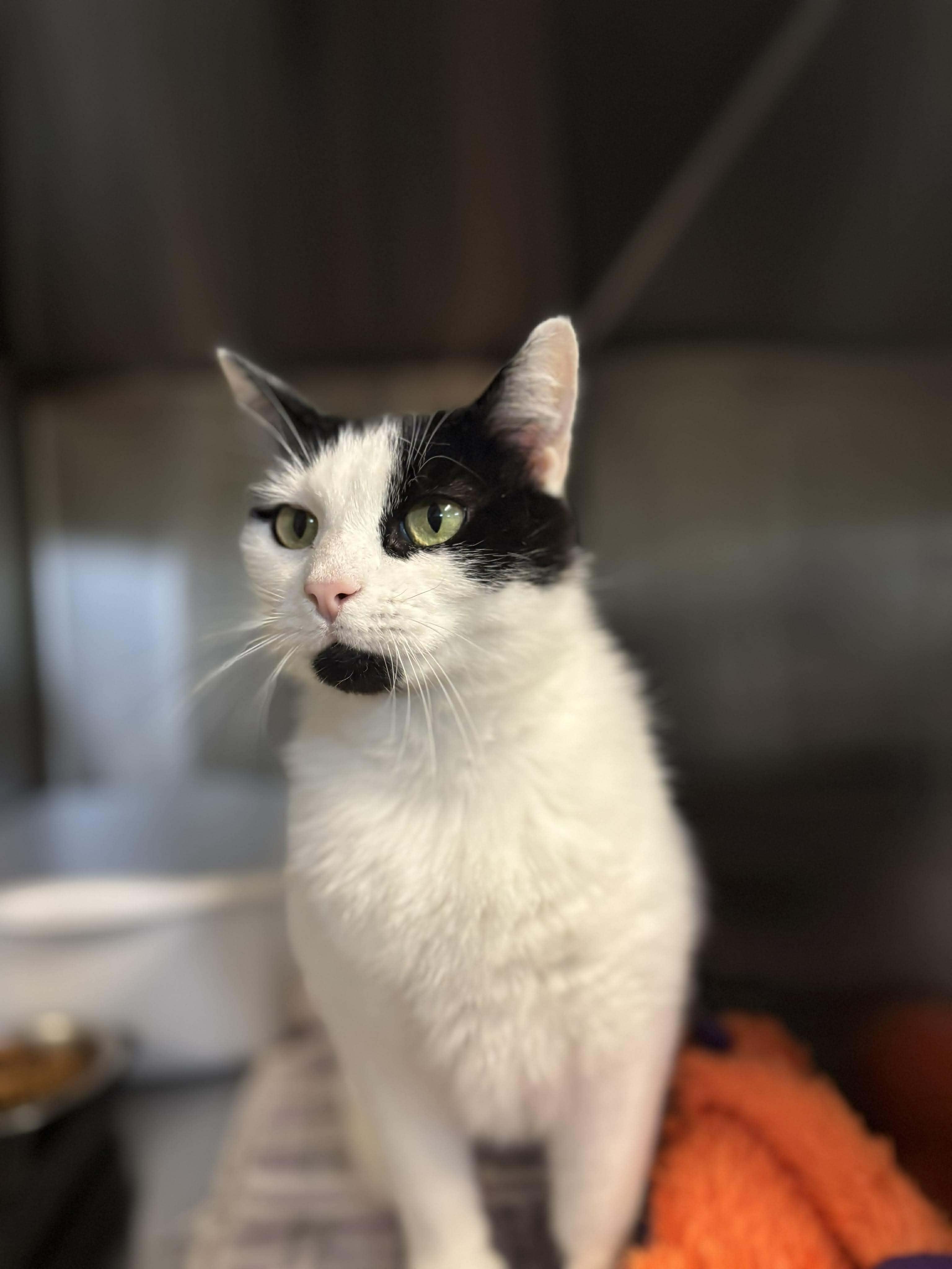 Enlarge Patches, an adopted Domestic Short Hair in Paris, ME image 2/2