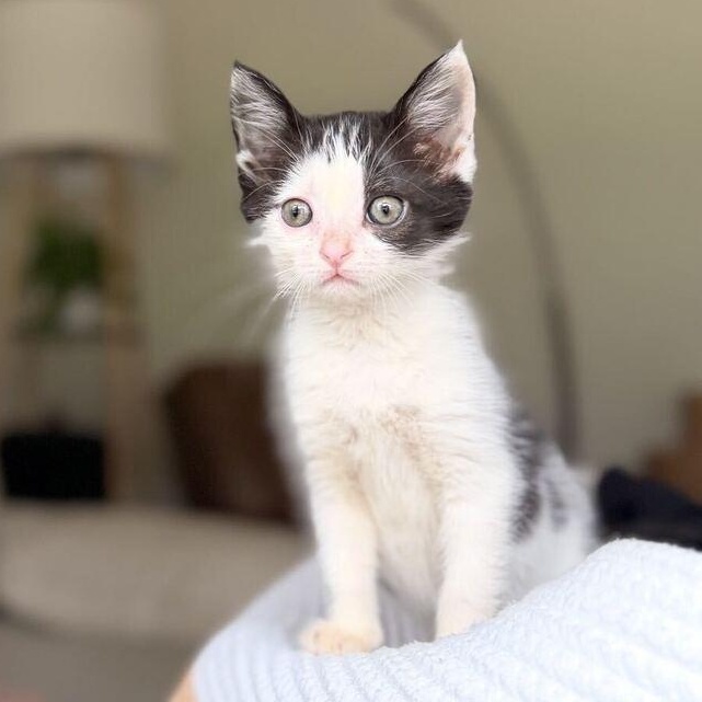 Sawyer, Adopted, Kitten Female Domestic Short Hair & Tuxedo.