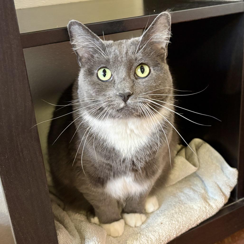 Enlarge Greta, a Adoptable mixed breed in Glenwood Springs, CO image 1/6