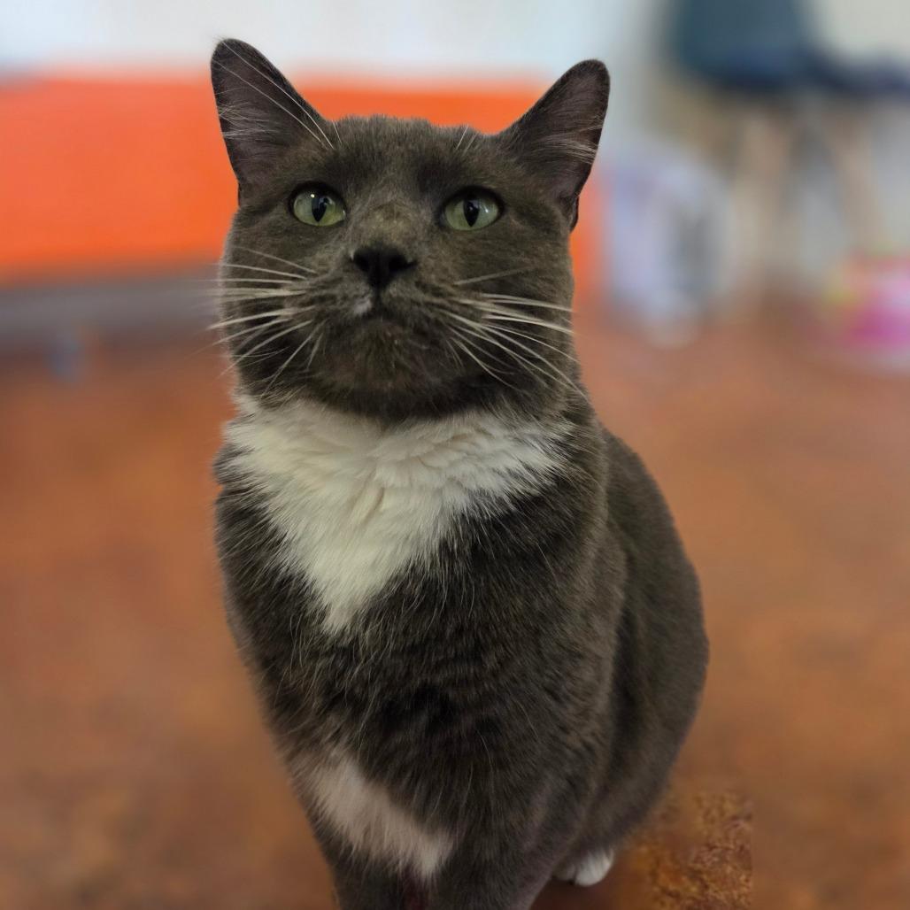 Greta, a Adoptable mixed breed in Glenwood Springs, CO image 2/6