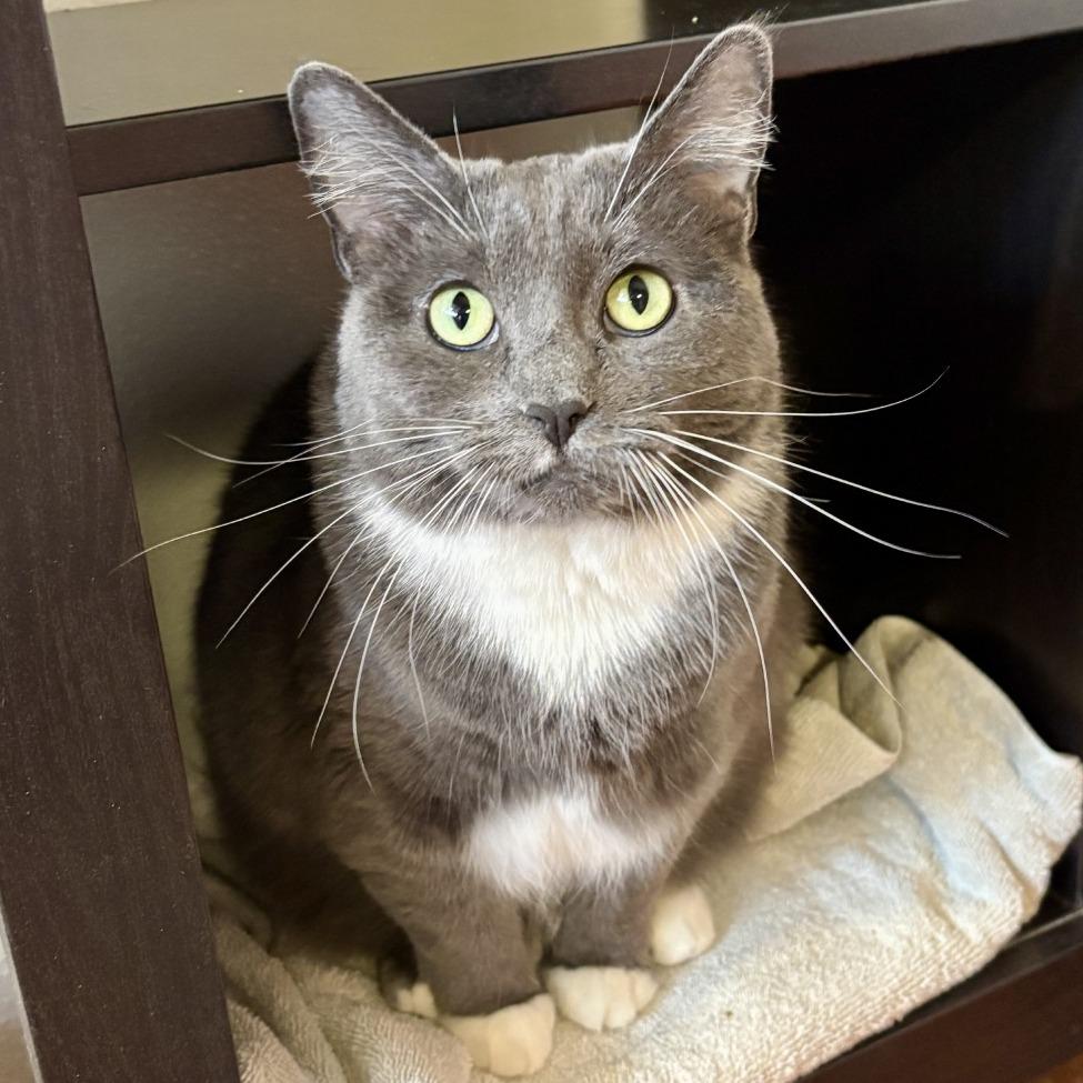 Greta, a Adoptable mixed breed in Glenwood Springs, CO image 2/6
