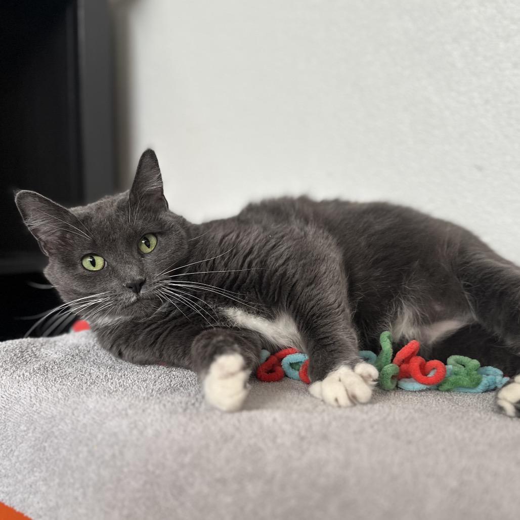 Greta, a Adoptable mixed breed in Glenwood Springs, CO image 3/6