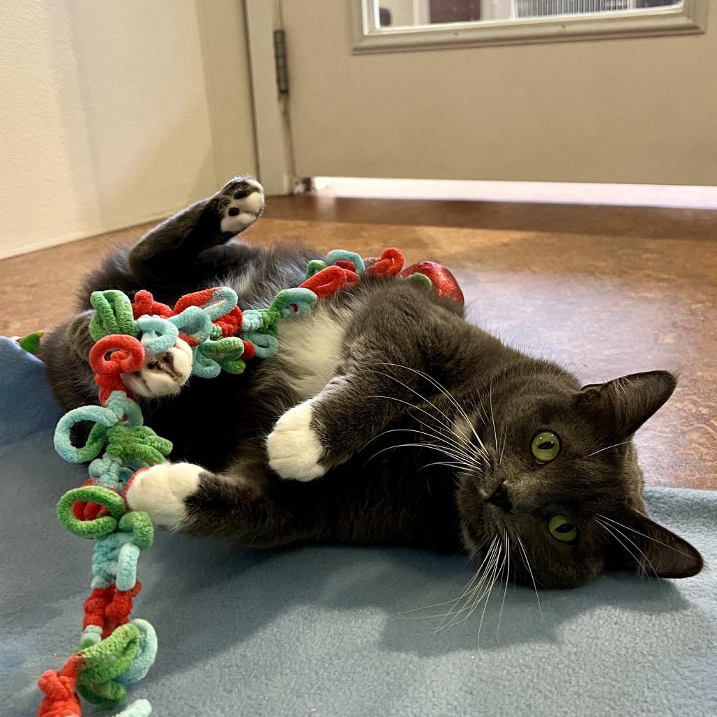 Enlarge Greta, a Adoptable mixed breed in Glenwood Springs, CO image 5/6