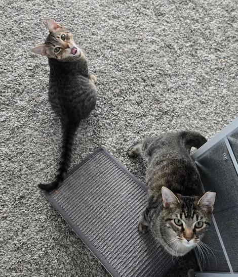 Enlarge Beam, a Adopted mixed breed in Parkville, MD image 3/4