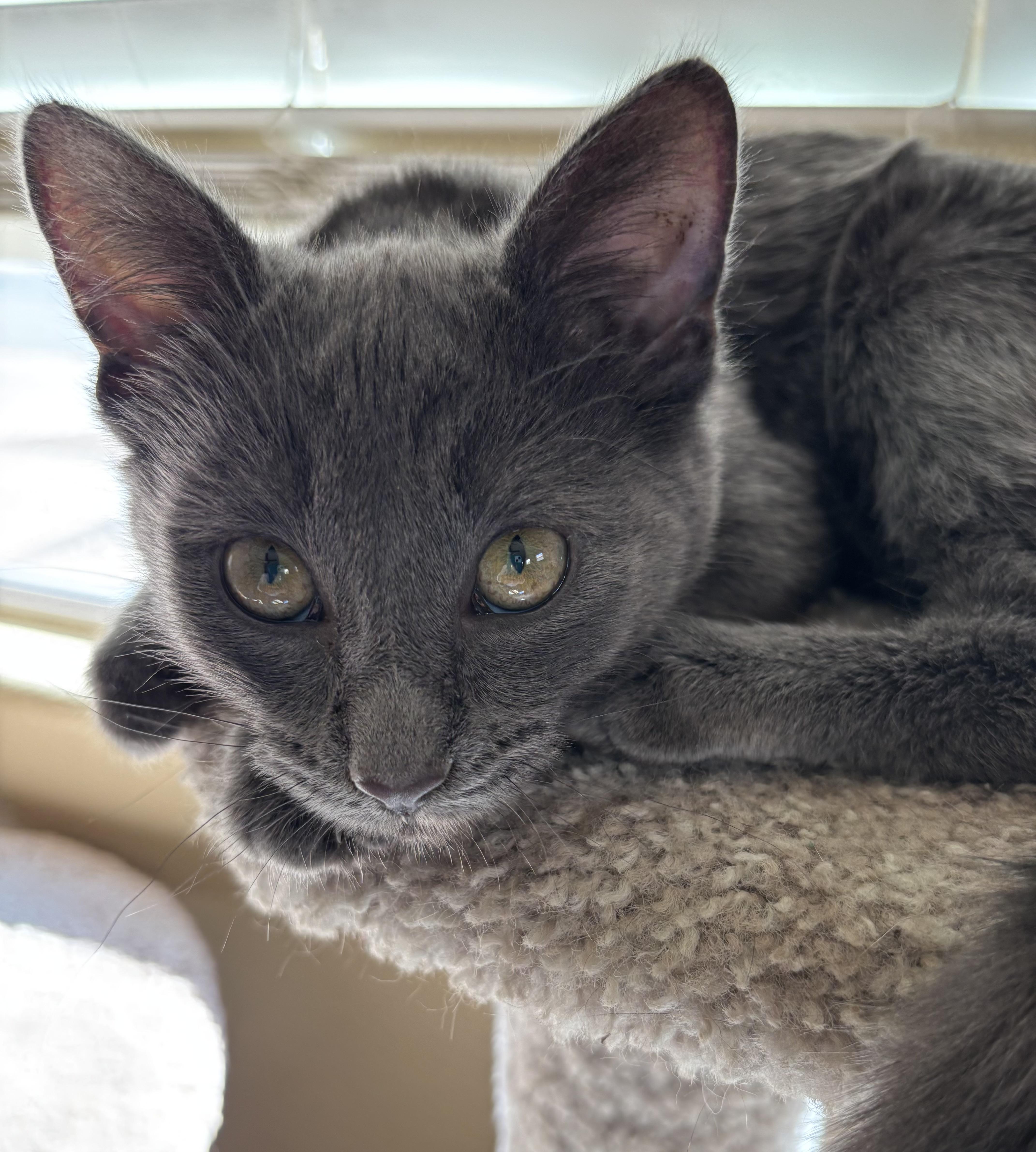 Enlarge Tiffany, a other Domestic Short Hair in Sierra Vista, AZ image 1/3