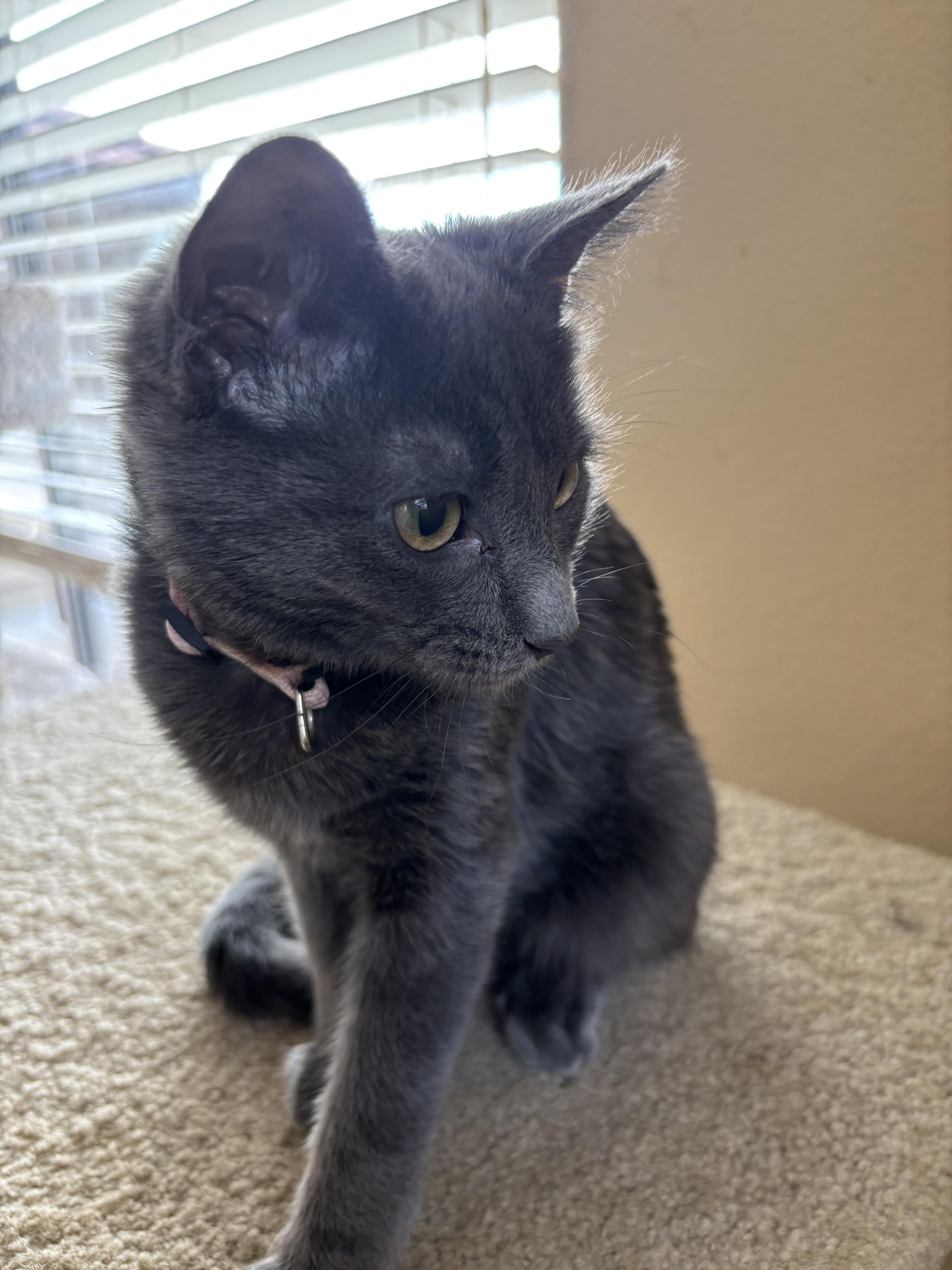 Enlarge Tiffany, a other Domestic Short Hair in Sierra Vista, AZ image 2/3