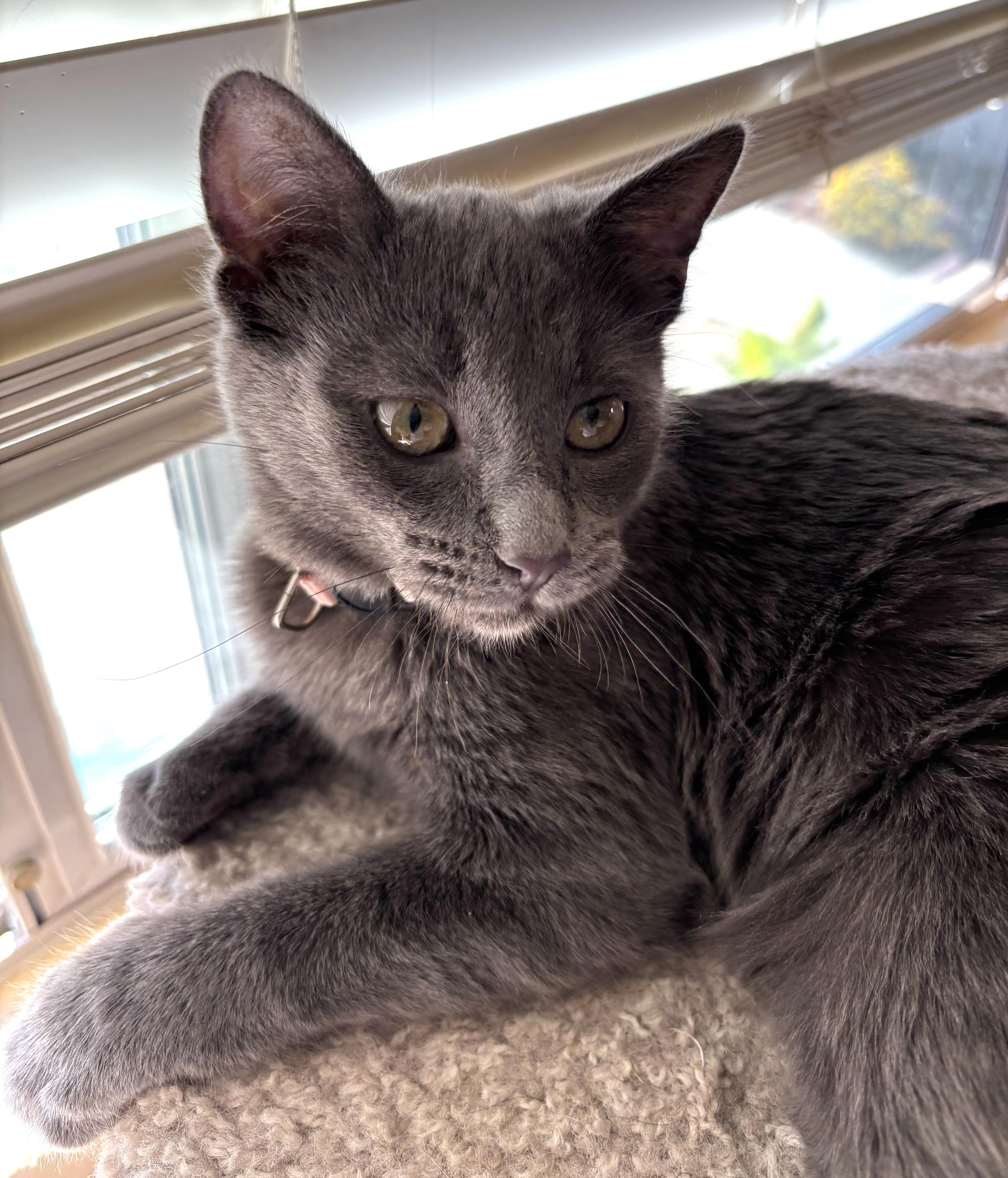 Enlarge Tiffany, a other Domestic Short Hair in Sierra Vista, AZ image 3/3