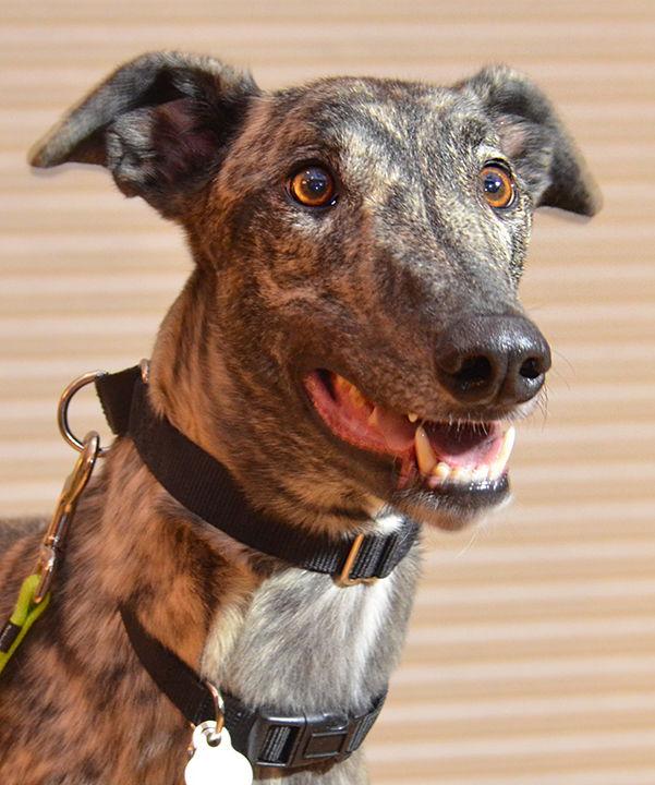 Buddy, Adopted, Adult Male Greyhound.