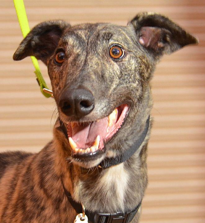 Enlarge Buddy, a Adopted Greyhound in Minneapolis, MN image 2/3