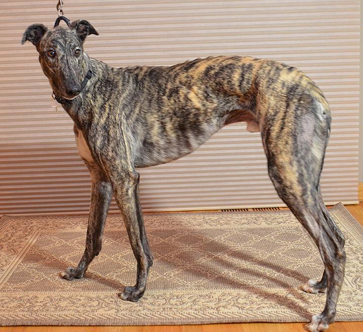 Enlarge Buddy, a Adopted Greyhound in Minneapolis, MN image 3/3