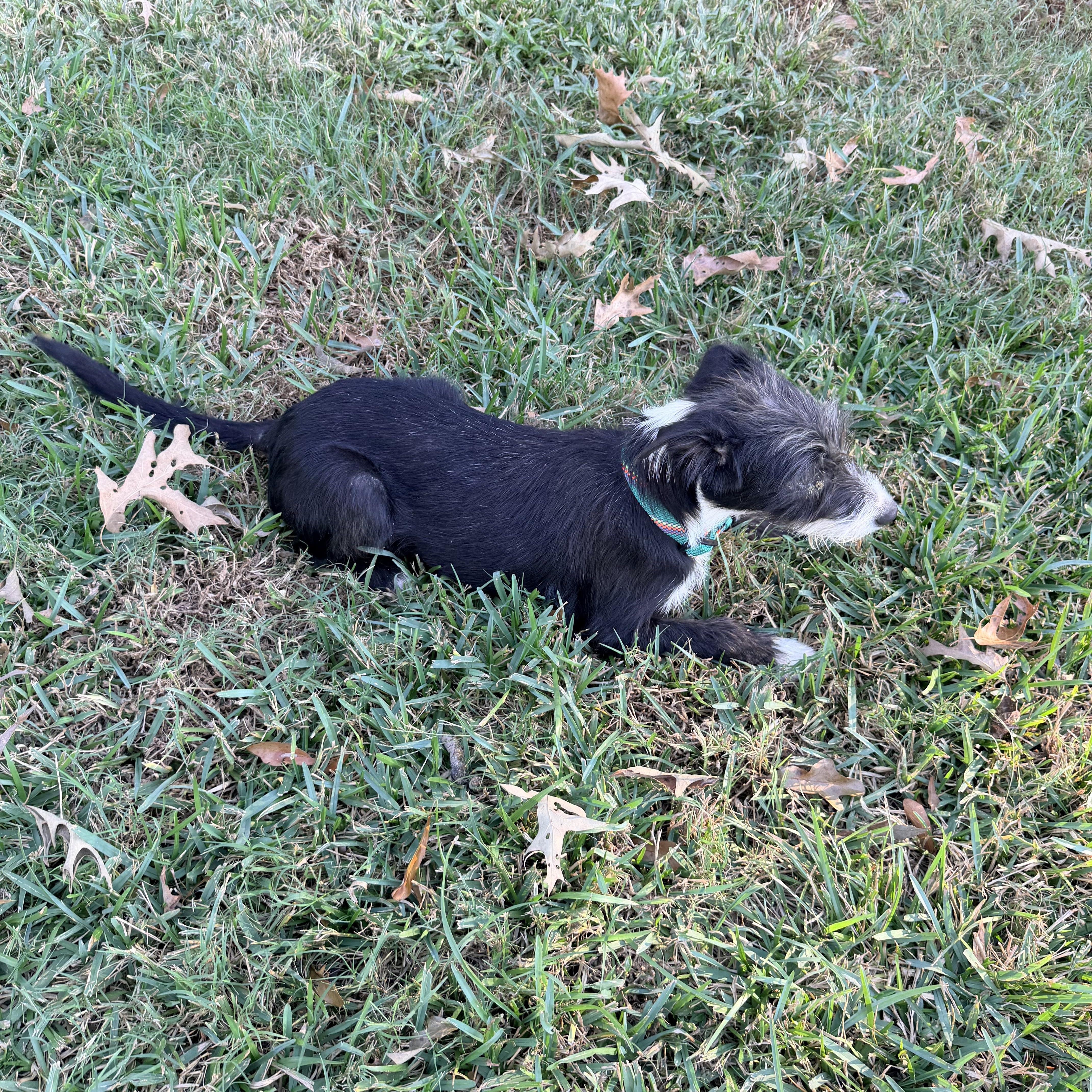 Enlarge Bart, a Adoptable mixed breed in Baker, LA image 6/6