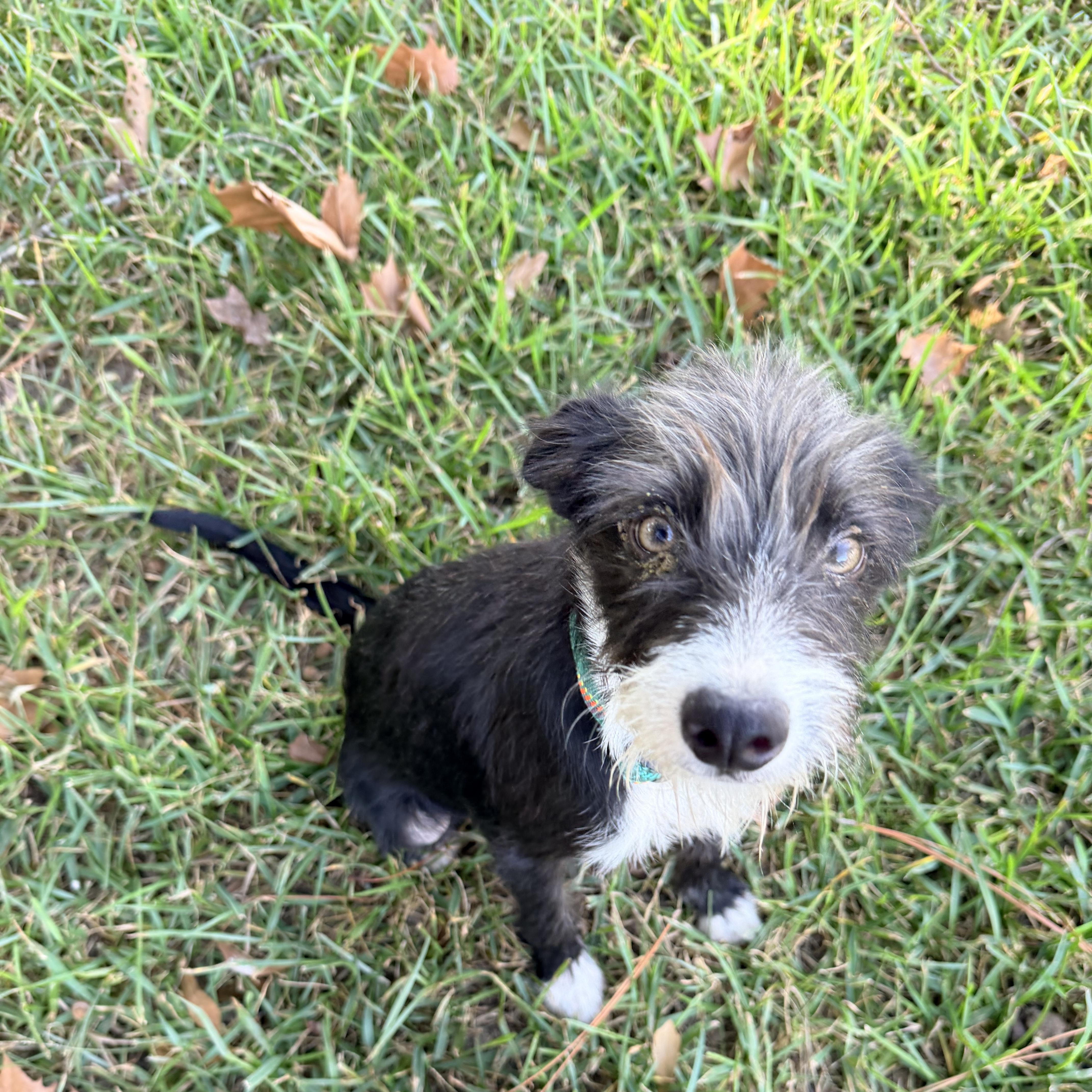 Enlarge Bart, a Adoptable mixed breed in Baker, LA image 4/6