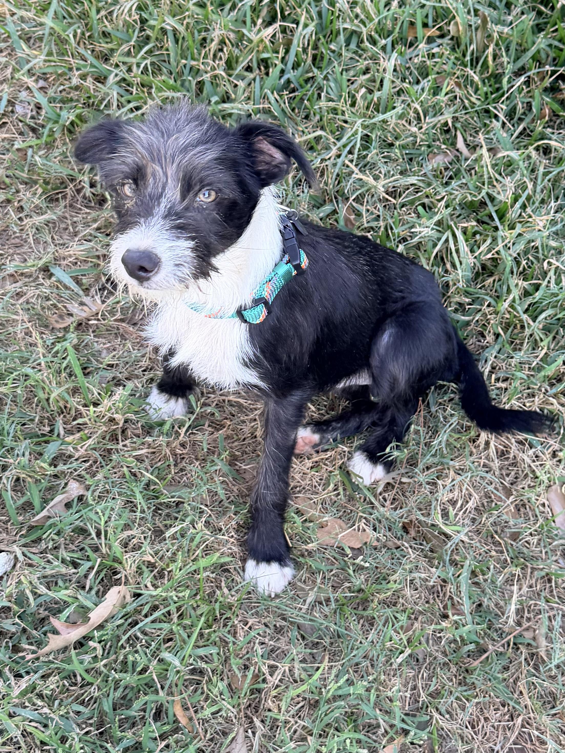 Enlarge Bart, a Adoptable mixed breed in Baker, LA image 2/6