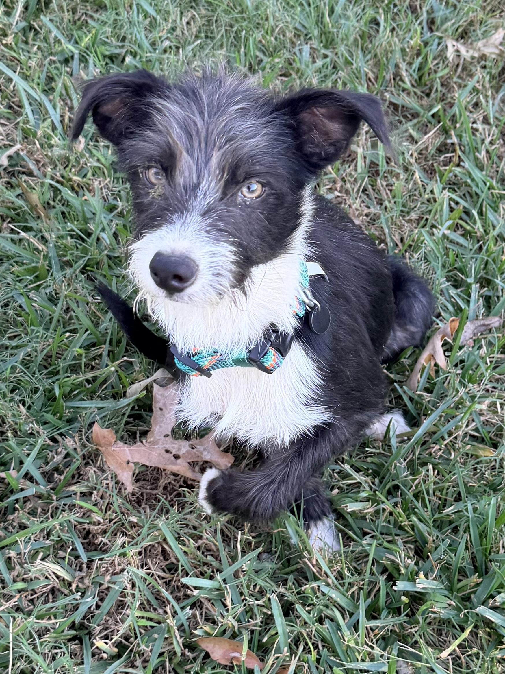 Enlarge Bart, a Adoptable mixed breed in Baker, LA image 1/6