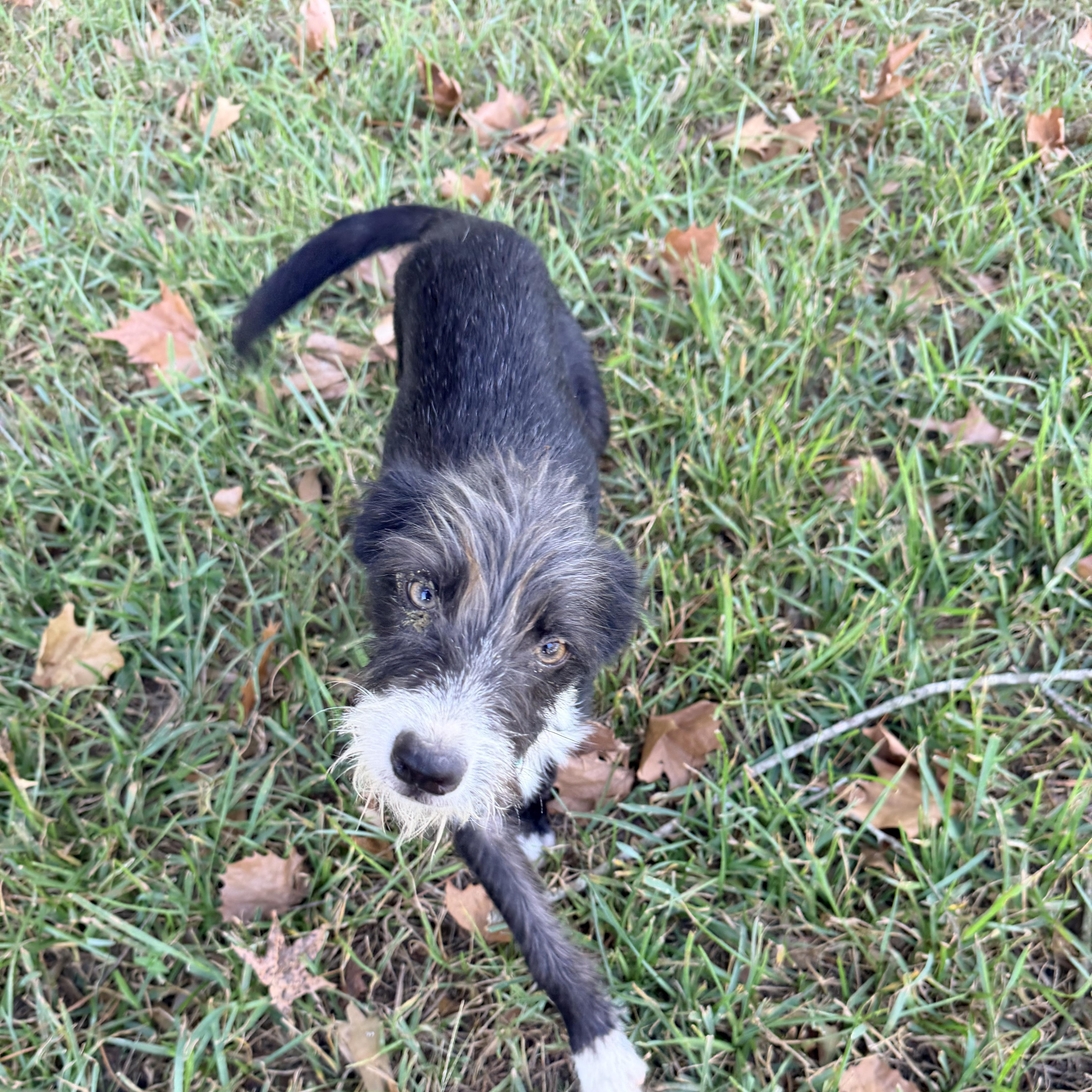 Enlarge Bart, a Adoptable mixed breed in Baker, LA image 5/6