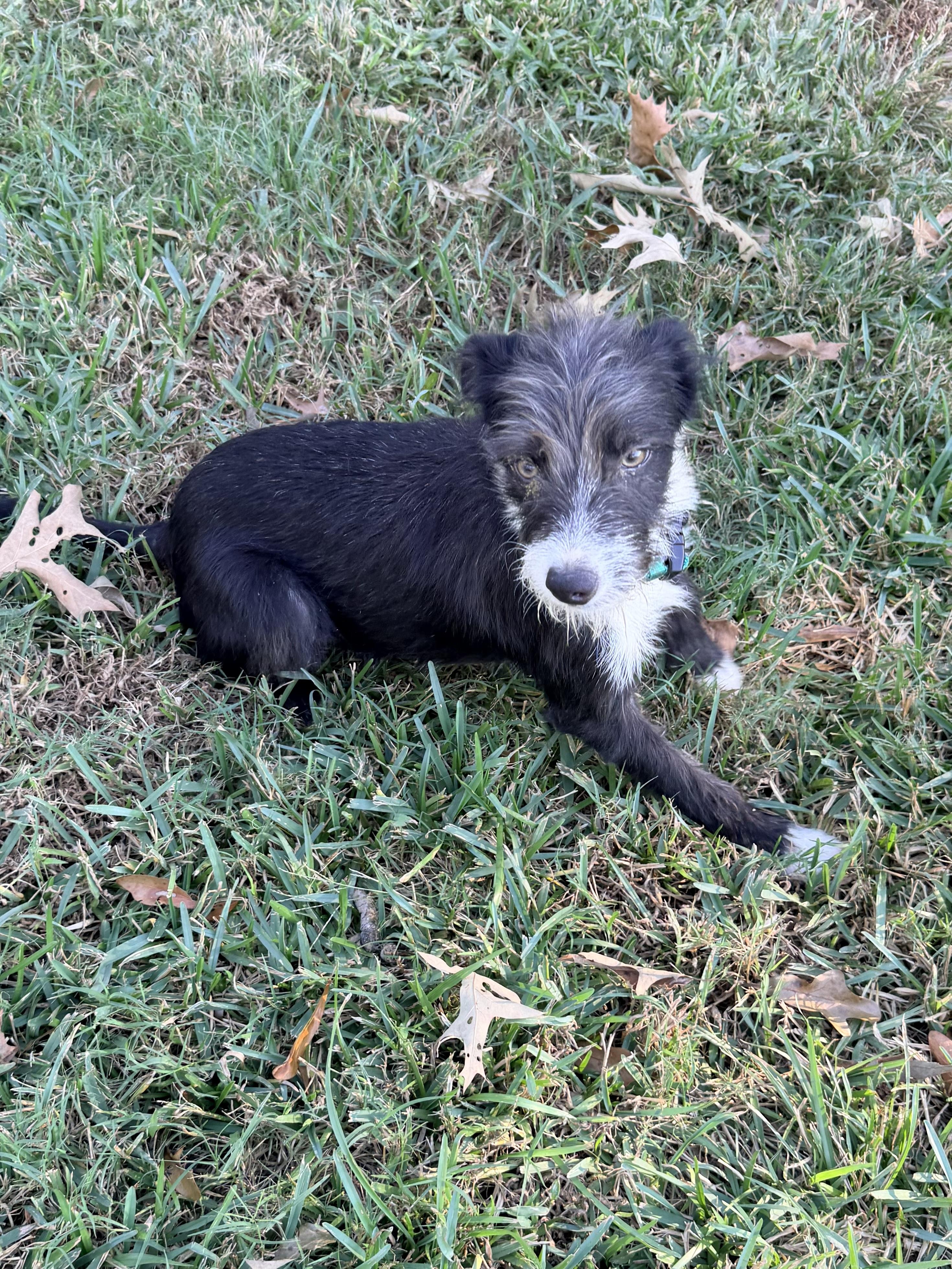 Enlarge Bart, a Adoptable mixed breed in Baker, LA image 3/6