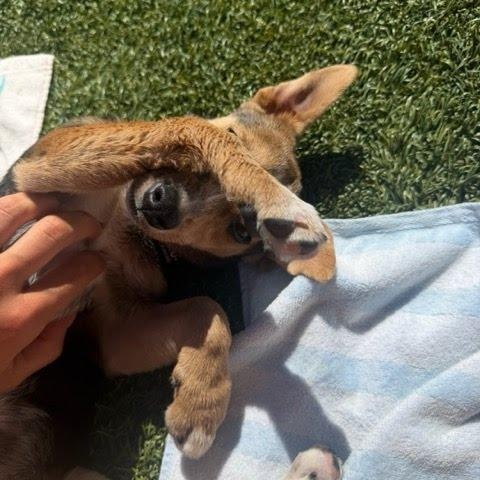 Enlarge Vantage, a Adoptable mixed breed in San Diego, CA image 5/6