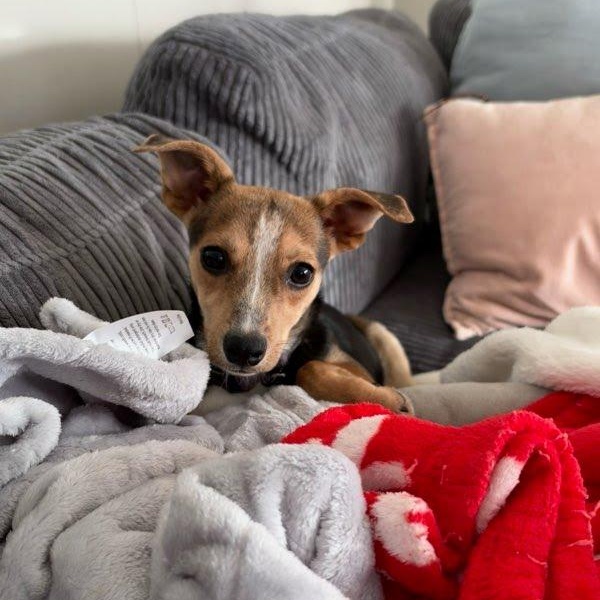 Enlarge Vantage, a Adoptable mixed breed in San Diego, CA image 2/6