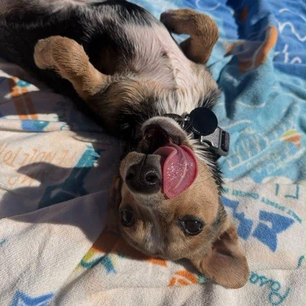 Vantage, Adoptable, Puppy Female Dachshund & Chiweenie.