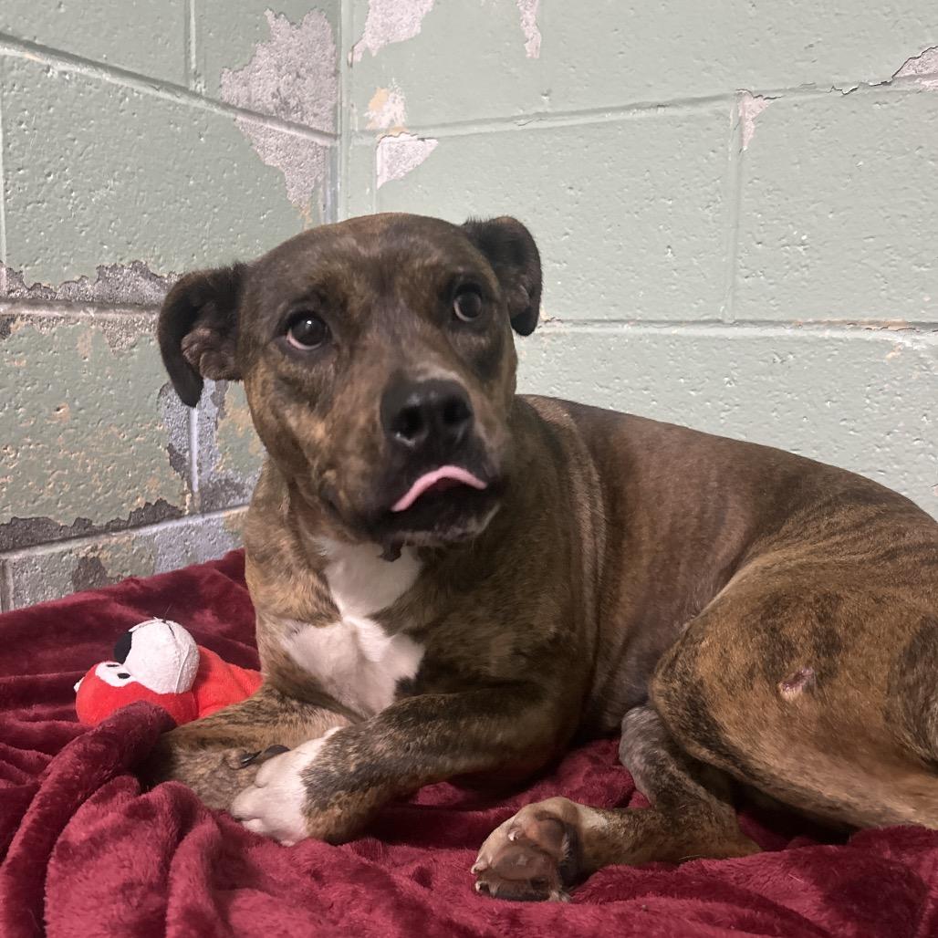 Nellie, Adoptable, Adult Female Boxer & Pit Bull Terrier.