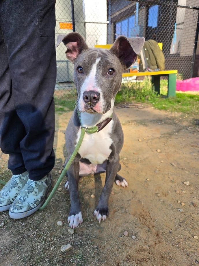 Honey, a Adoptable mixed breed in Douglasville, GA image 1/2