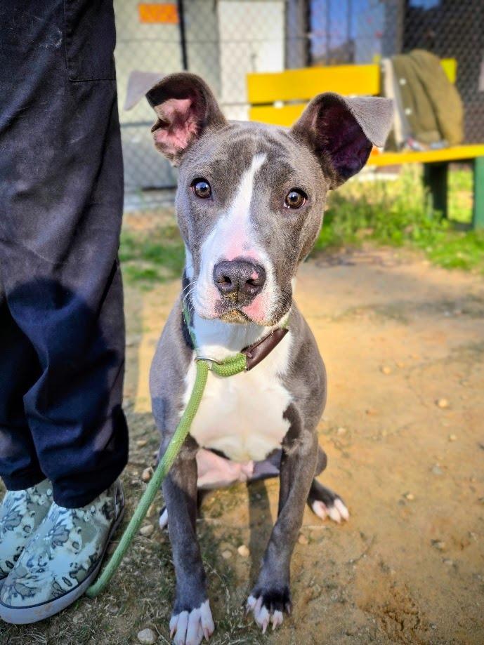 Enlarge Honey, a Adoptable mixed breed in Douglasville, GA image 1/2