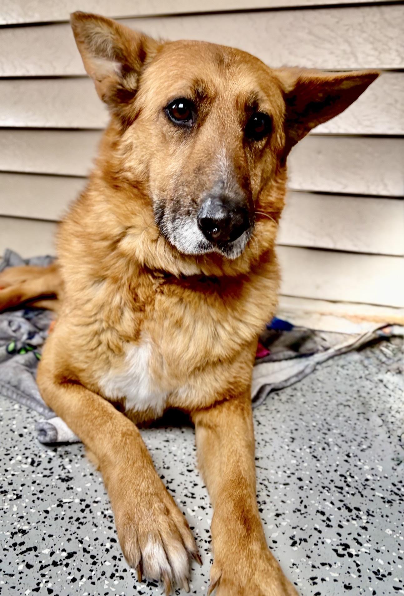 Enlarge Princesa, a Adoptable mixed breed in Oxford, MI image 6/6