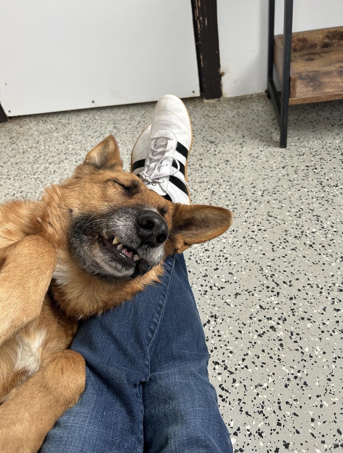 Enlarge Princesa, a Adoptable mixed breed in Oxford, MI image 3/5