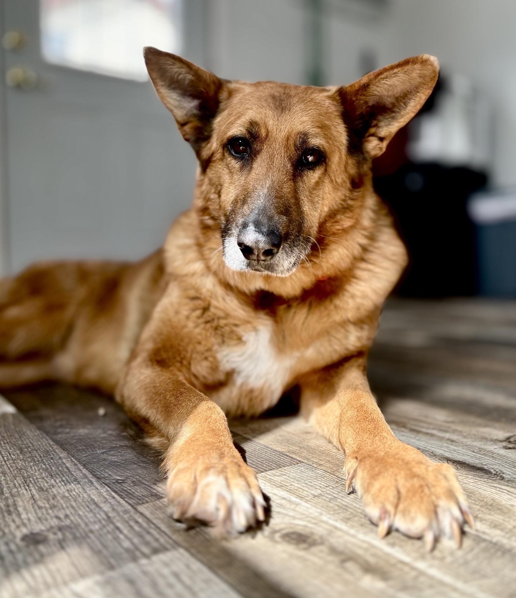 Princesa, Adoptable, Senior Female German Shepherd Dog & Mixed Breed.