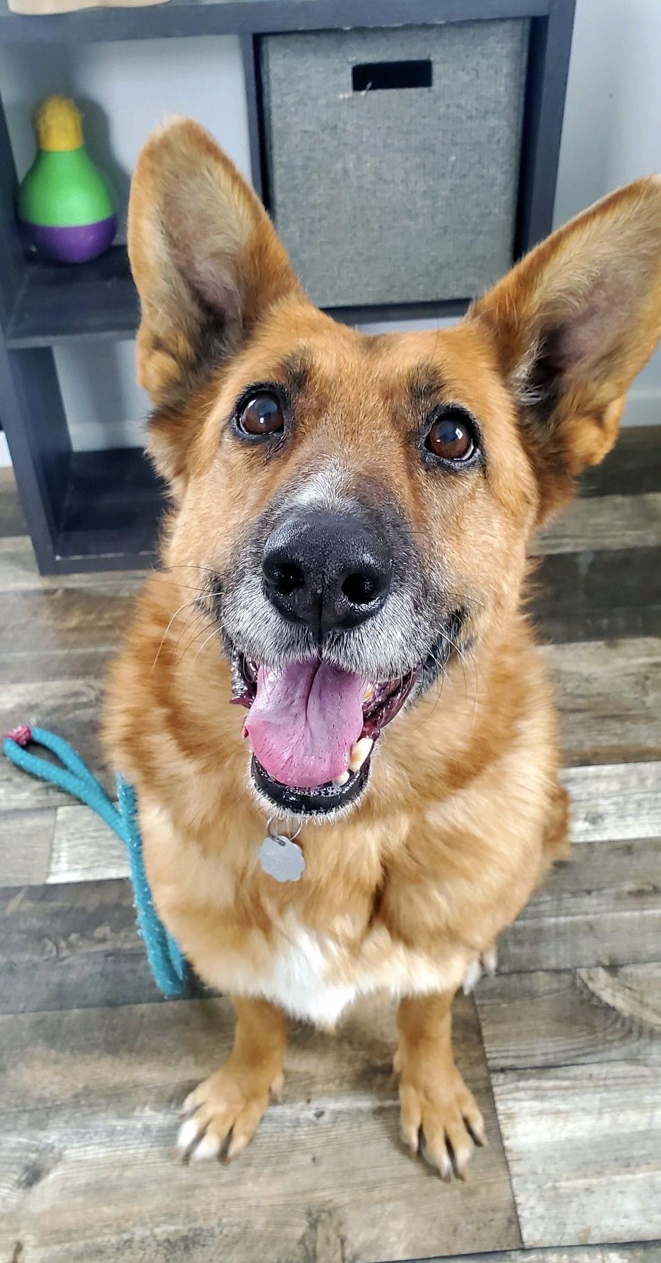 Enlarge Princesa, a Adoptable mixed breed in Oxford, MI image 1/5