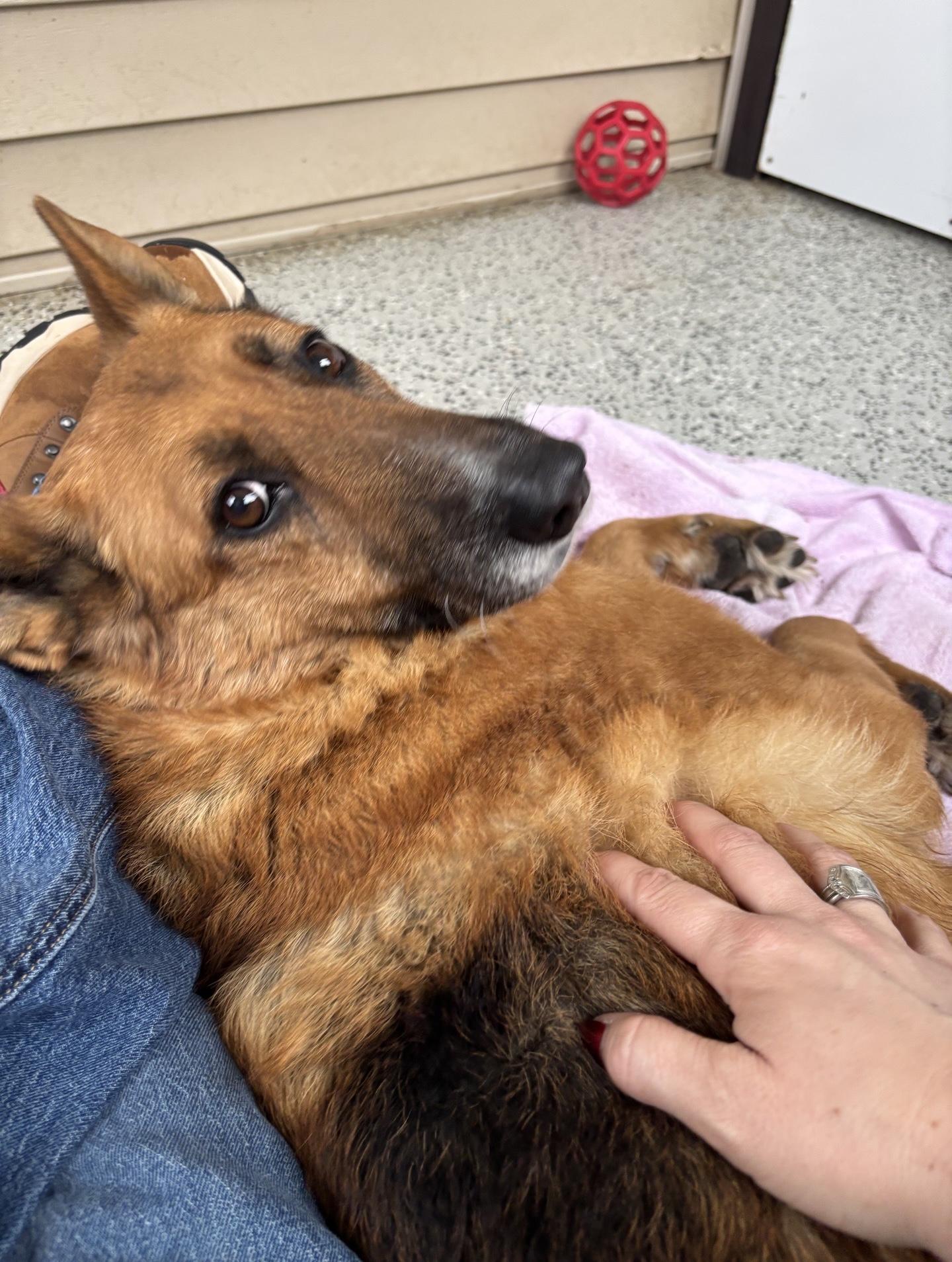 Enlarge Princesa, a Adoptable mixed breed in Oxford, MI image 4/5