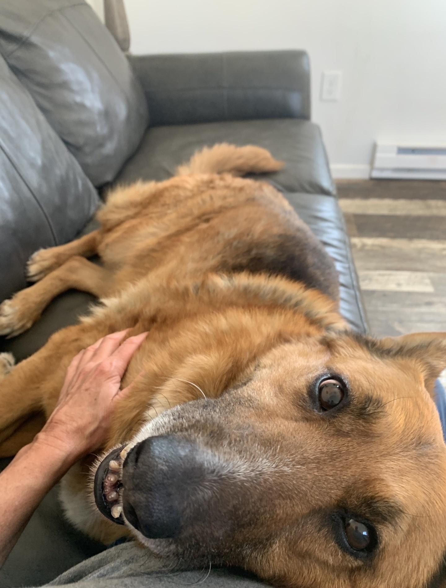 Enlarge Princesa, a Adoptable mixed breed in Oxford, MI image 5/5