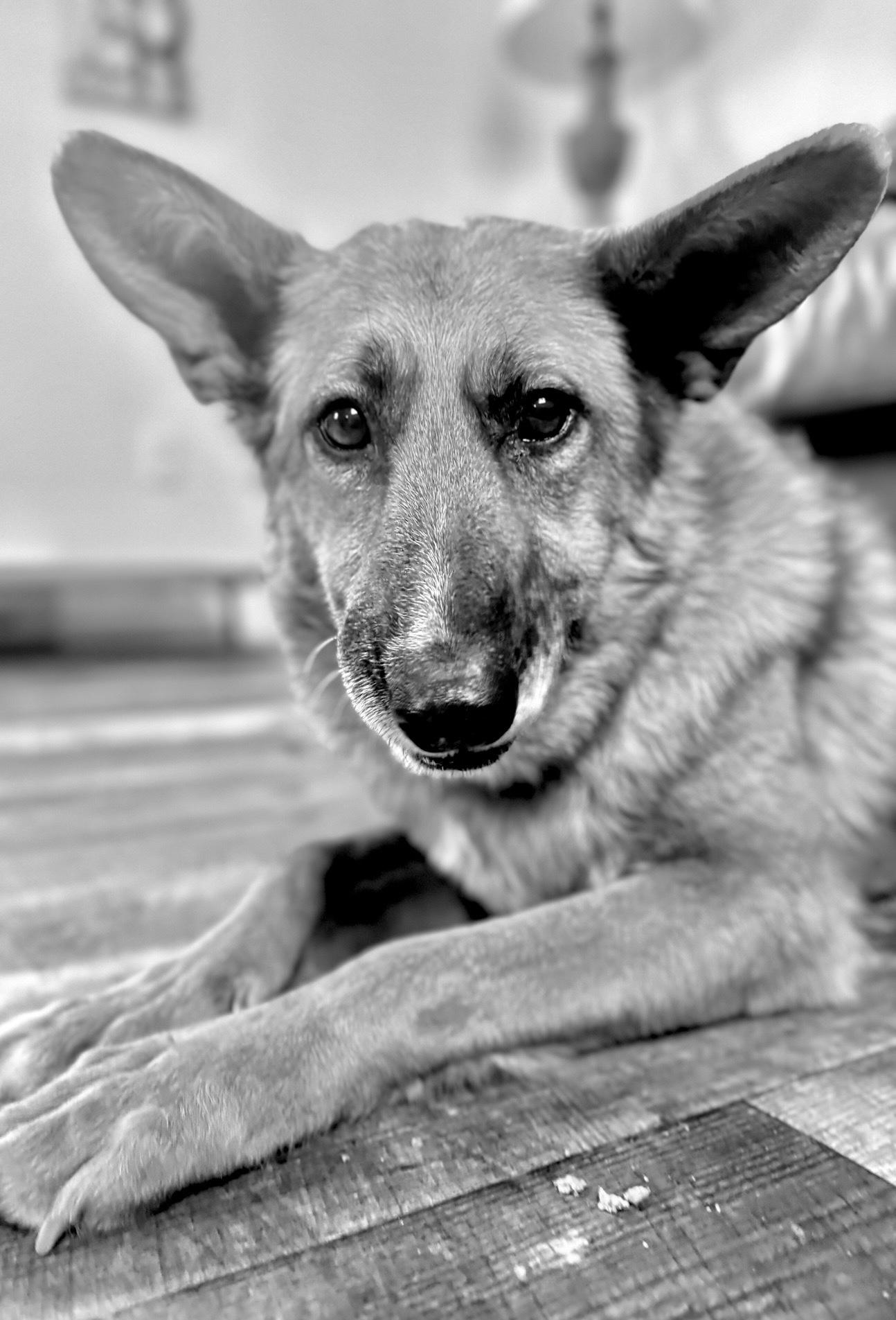 Enlarge Princesa, a Adoptable mixed breed in Oxford, MI image 2/5