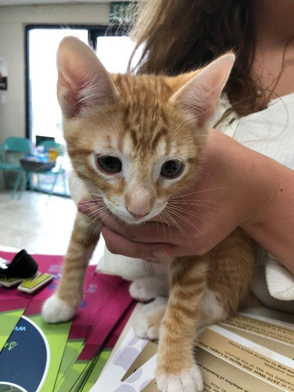 Enlarge Belka, a Adoptable mixed breed in Logan, UT image 2/2