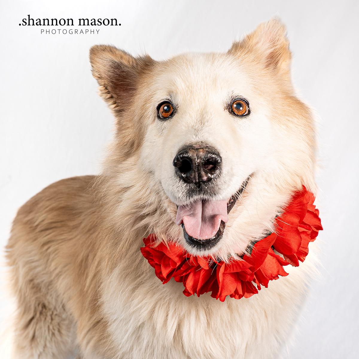 Damion aka Boston, adoptable, Adult Male Alaskan Malamute.