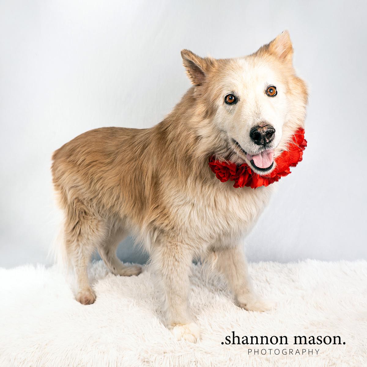 Enlarge Damion aka Boston, an adoptable mixed breed in Las Vegas, NV image 2/3