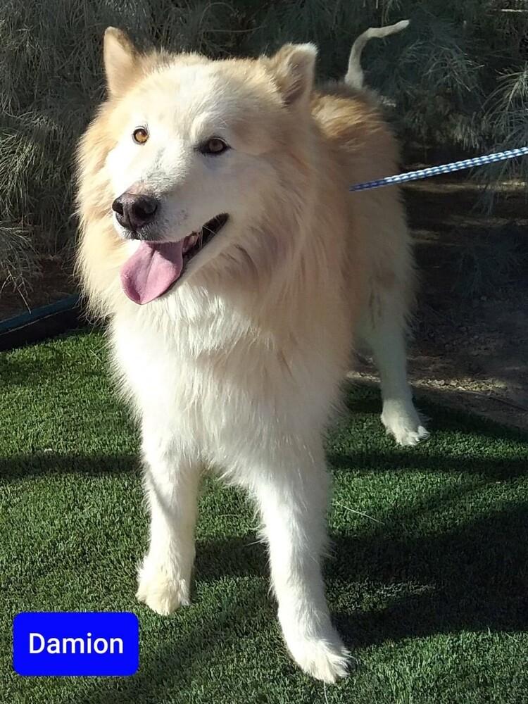 Damion aka Boston, adoptable, Adult Male Alaskan Malamute.