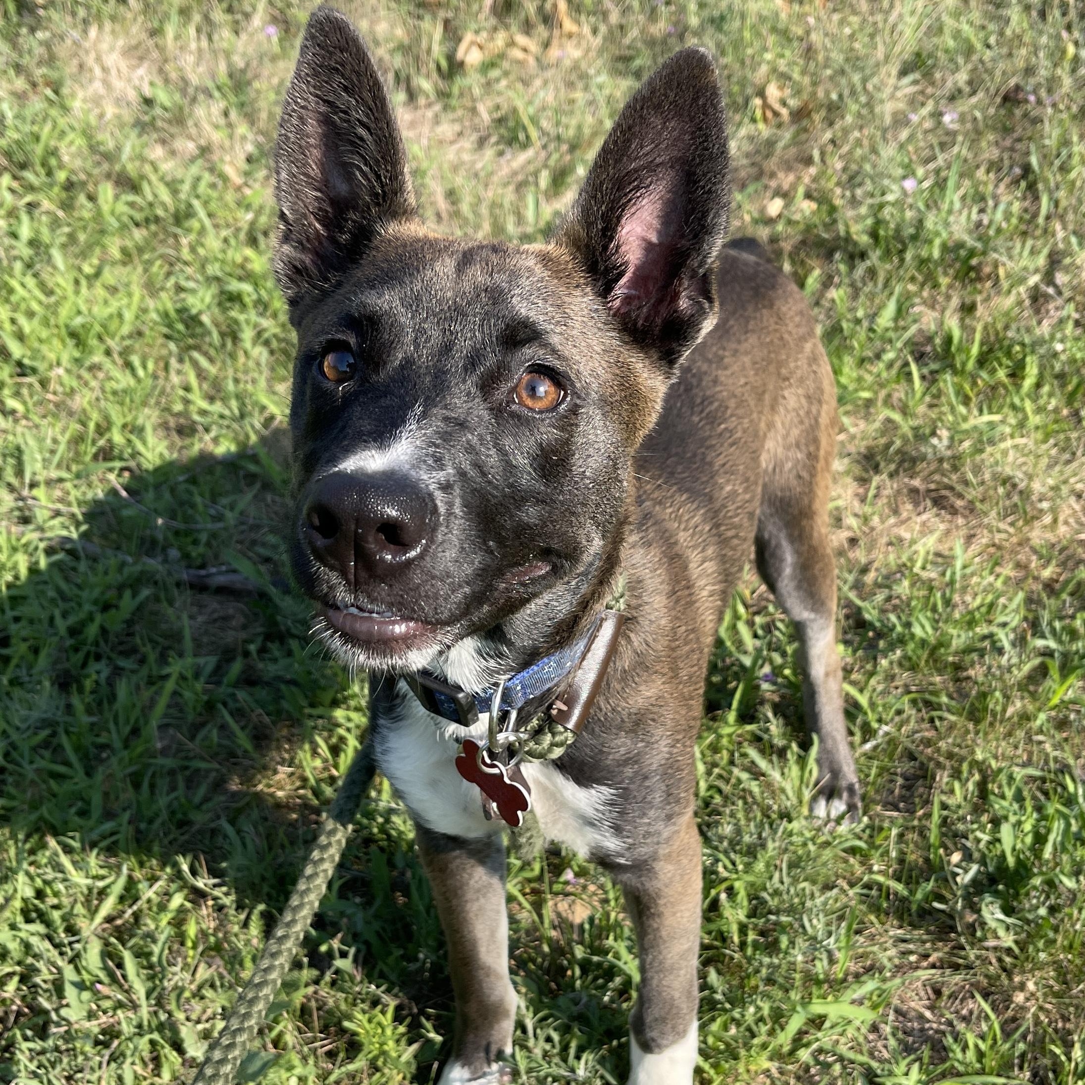 Denali