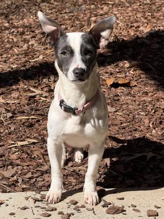 Tiny, a ADOPTABLE mixed breed in Calera, AL image 3/6