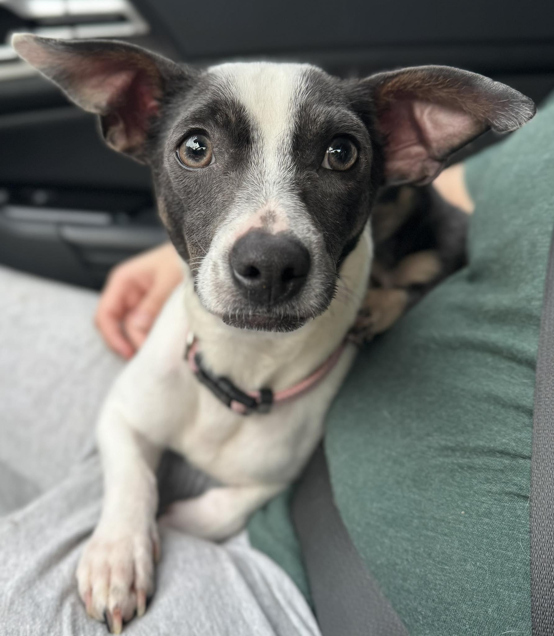 Tiny, a ADOPTABLE mixed breed in Calera, AL image 1/6